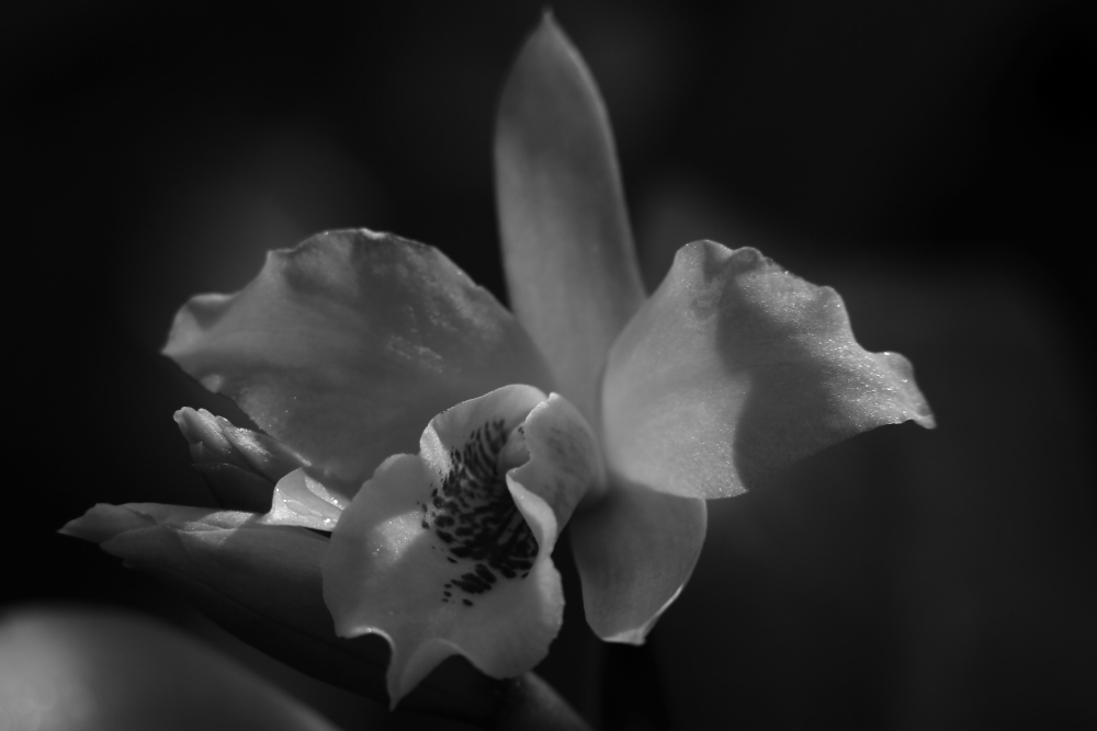 2014 03 04 HTP 36537ebw